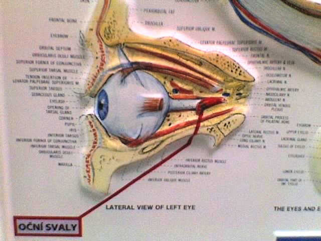 oční svaly