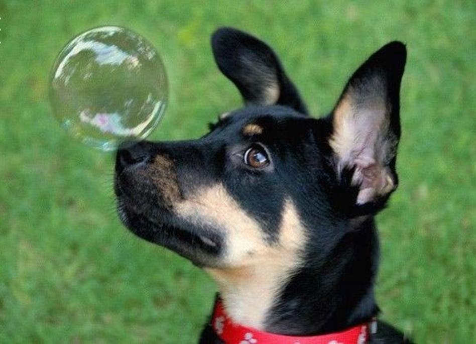 bubble dog