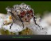 kapka vody_spojna_čočka_ukazuje_složené oko hmyzu