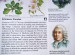Linnaeus Carolus